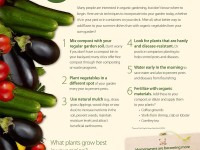 6 Ways to Go Organic in Your Home Garden